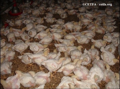 Jeunes poulets élevés pour la viande dans une ferme industrielle canadienne.